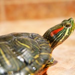 La tortuga de Florida se convirtió en especie invasora tras el abandono de la moda de tenerla por mascota.